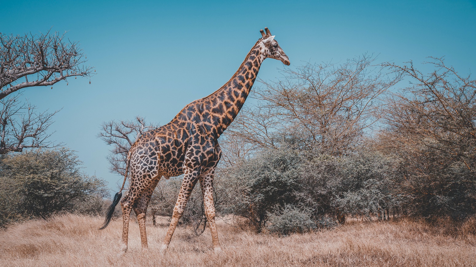 naturaleza en senegal